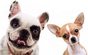 Chihuahua og fransk bulldog